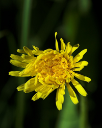 Gul blomster