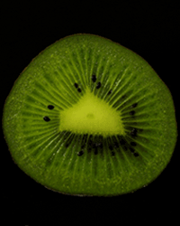 Kiwifrukt