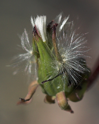 Utblommad blomma